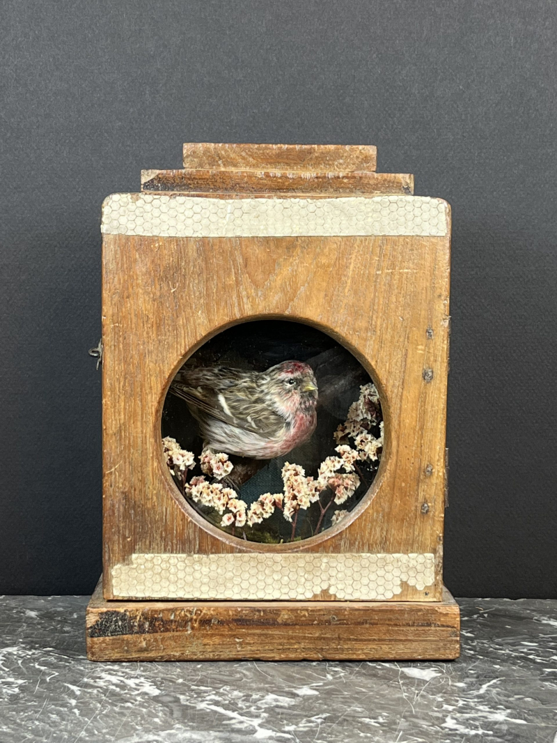 Une lueur d'espoir Sizerin flamme